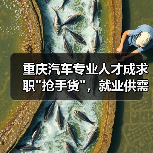 重庆汽车专业人才成求职