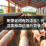 附录如何有效添加？作品集推荐信提升竞争力全解析（图1）